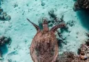 turtle-Copy-300